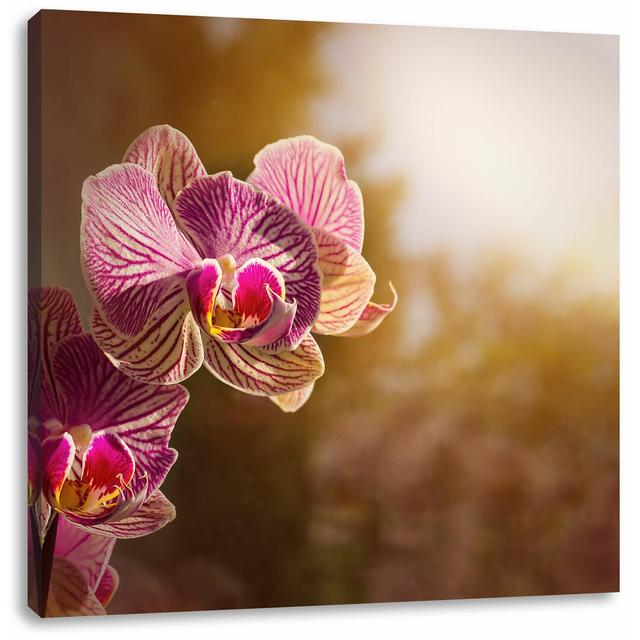 Leinwandbild Farbenprächtige Orchideen in der Nahaufnahme East Urban Home Größe: 70 cm H x 70 cm B on Productcaster.