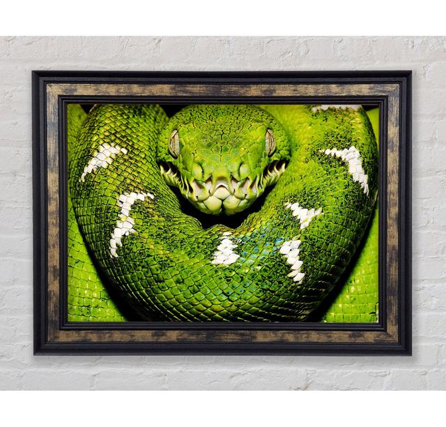 The Serpent - Single Picture Frame Art Prints Bright Star Size: 84.1cm H x 118.9cm W on Productcaster.