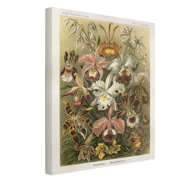 Vintage Wall Chart Orchid - Wrapped Canvas Graphic Art Rosalind Wheeler Size: 80cm H x 60cm W on Productcaster.