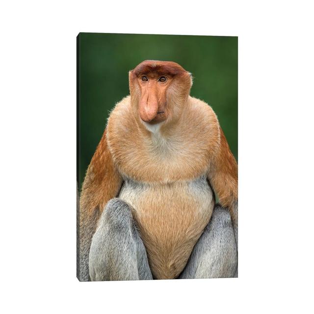 Proboscis Monkey Alpha Male Borneo by Mogens Trolle - Wrapped Canvas Print Latitude Run Size: 152.4cm H x 101.6cm W x 3.81cm D on Productcaster.