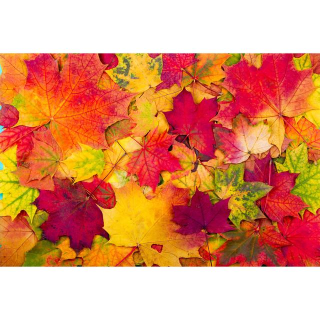 Autumn Maple Leaves by - Wrapped Canvas Photograph 17 Stories Size: 20cm H x 30cm W on Productcaster.