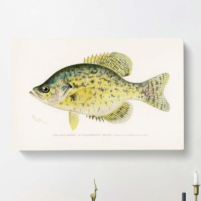 Calico Bass by Sherman F. Denton - Wrapped Canvas Painting East Urban Home Size: 35cm H x 50cm W x 3cm D on Productcaster.