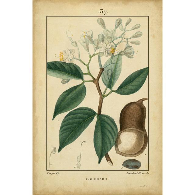 Vintage Turpin Botanical I by Turpin - Wrapped Canvas Painting Brambly Cottage Size: 91cm H x 61cm W on Productcaster.