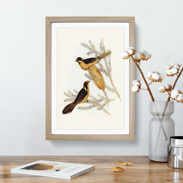 Helmeted Honeyeater by Elizabeth Gould - Picture Frame Painting Print East Urban Home Size: 65cm H x 48cm W x 2cm D, Frame Option: Oak Framed on Productcaster.