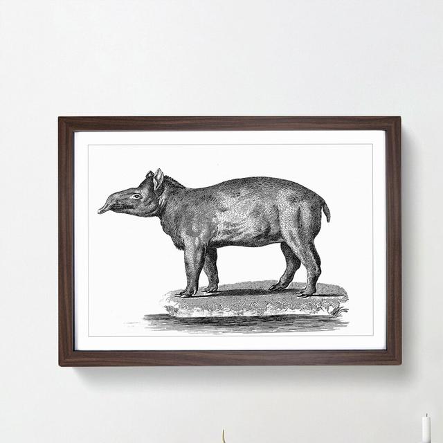 Tapir in Black & White by George Shaw - Picture Frame Drawing Print on MDF East Urban Home Size: 27cm H x 36cm W x 2cm D, Frame Option: Walnut Framed on Productcaster.