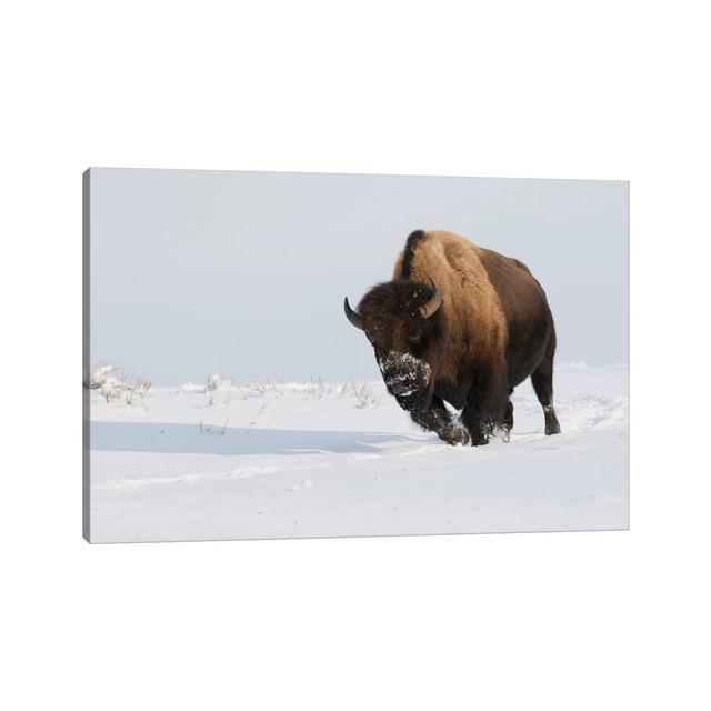 Bison Bull on the Move by Ken Archer - Wrapped Canvas Photograph Alpen Home Size: 30.48cm H x 45.72cm W x 1.91cm D on Productcaster.