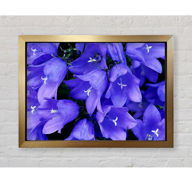 Purple Bluebells - Single Picture Frame Art Prints Bright Star Size: 100cm H x 141.4cm W on Productcaster.