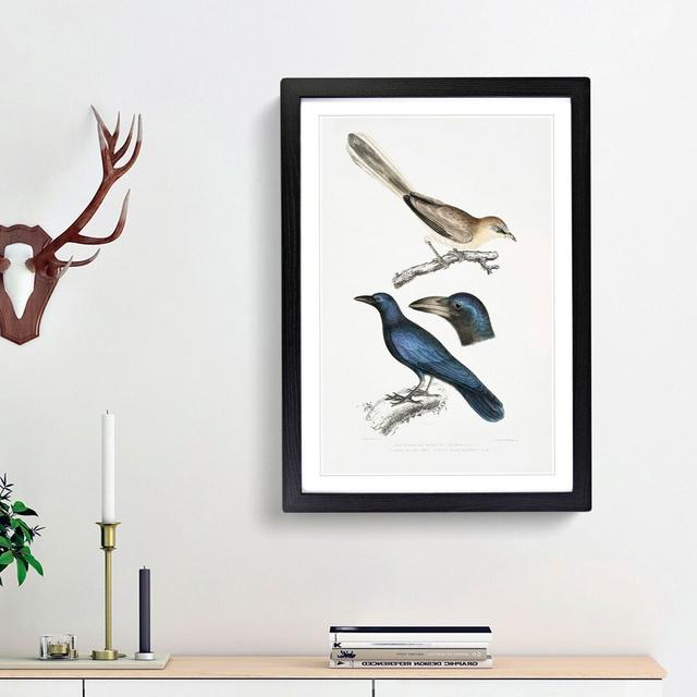 Jay & Crow Illustrations by John Edward Gray - Picture Frame Graphic Art Print East Urban Home Frame Option: Black Framed, Size: 36cm H x 27cm W x 2cm on Productcaster.