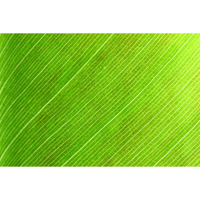 Leaf Macro 2 - Print 17 Stories Size: 81cm H x 122cm W on Productcaster.