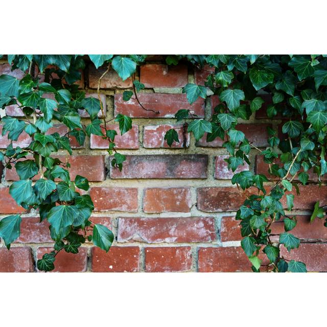 Evergreen Ivy (Hedera Helix) by Fermate - Wrapped Canvas Photograph 17 Stories Size: 51cm H x 76cm W on Productcaster.