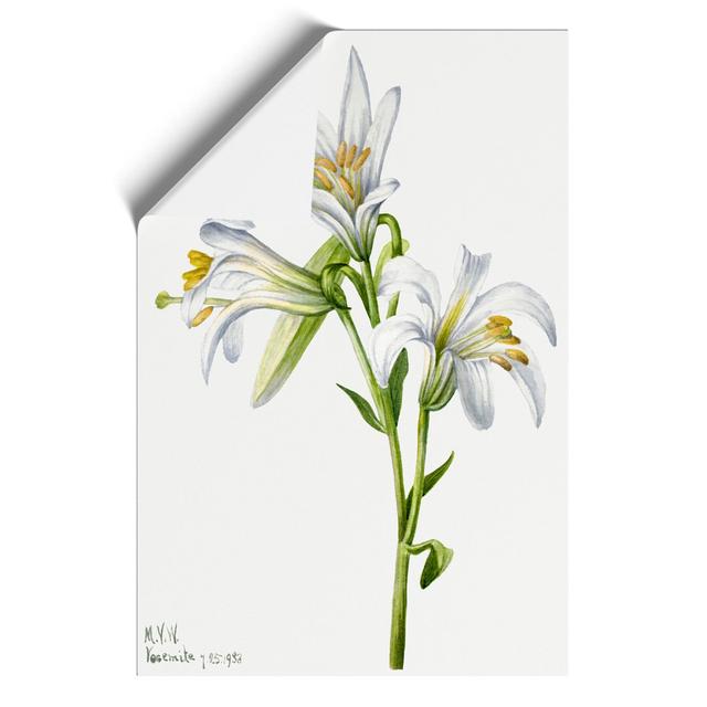 Washington Lily by Mary Vaux Walcott - Unframed Painting East Urban Home Size: 30cm H x 21cm W x 0.1cm D on Productcaster.