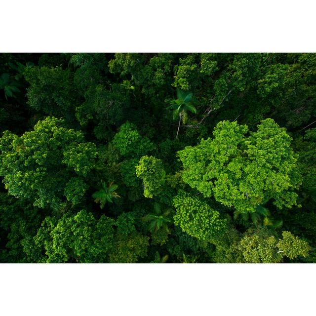 Rain Forest From Air Near Kuranda, Queensland, Australia by Mvaligursky - Wrapped Canvas Print 17 Stories Size: 61cm H x 91cm W on Productcaster.