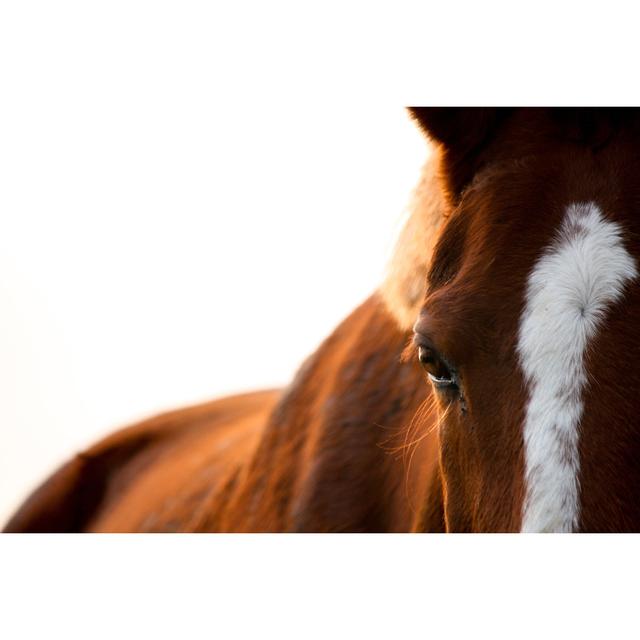 Chestnut Horse Eye by Virgonira - Wrapped Canvas Photograph Natur Pur Size: 51cm H x 76cm W on Productcaster.