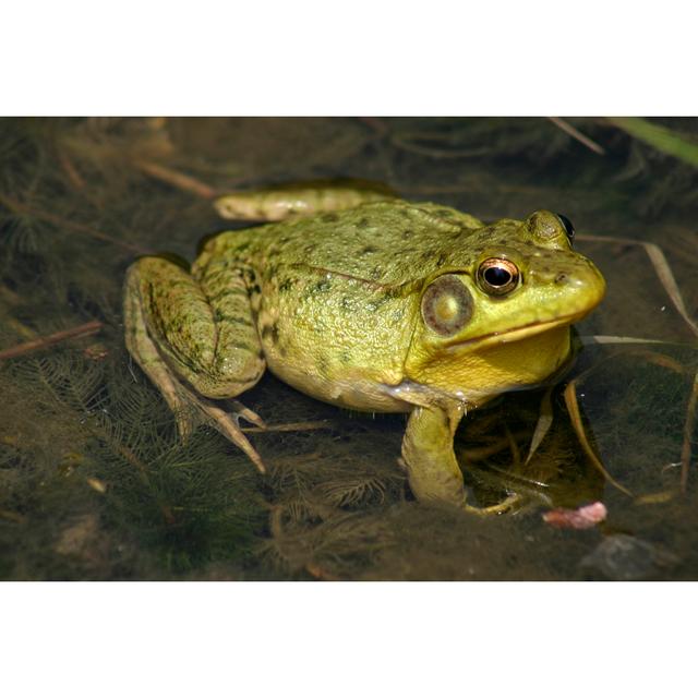 Frog In A Pond by Oddrose - No Frame Art Prints on Canvas 17 Stories Size: 61cm H x 91cm W on Productcaster.