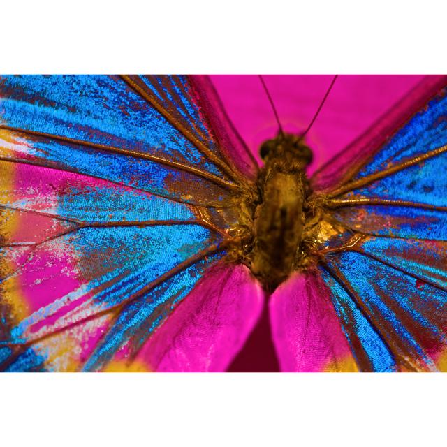 Butterfly by JodiJacobson - No Frame Print on Canvas Latitude Run Size: 81cm H x 122cm W on Productcaster.