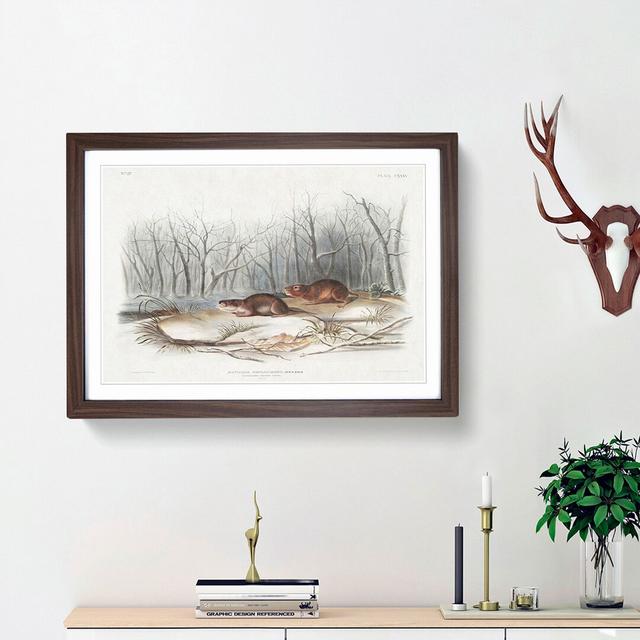 Meadow Mouse by J.W. Audubon - Picture Frame Painting Print East Urban Home Size: 27cm H x 36cm W x 2cm D, Frame Option: Walnut Framed on Productcaster.