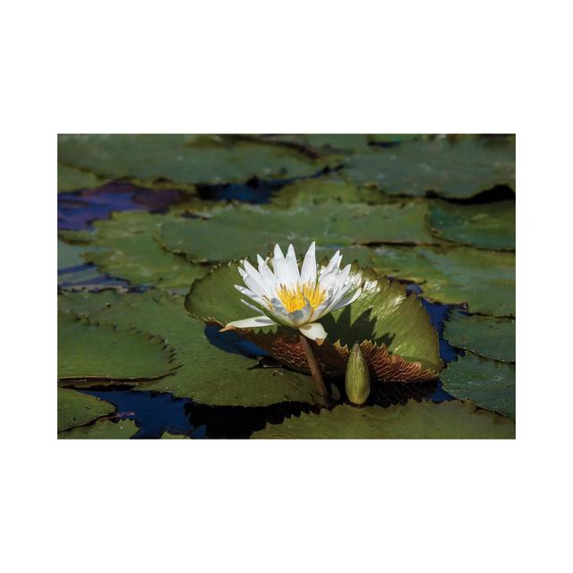 Elevated View Of Water Lily In A Pond, Florida, USA by Panoramic Images - Gallery-Wrapped Canvas Giclée on Canvas World Menagerie Format: No Frame, Si on Productcaster.