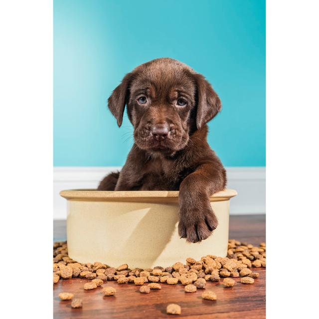 A Chocolate Labrador Puppy by Cmannphoto - No Frame Art Prints on Canvas 17 Stories Size: 122cm H x 81cm W on Productcaster.