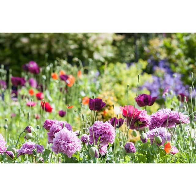 Cottage Garden by david010167 - Wrapped Canvas Photograph Ebern Designs Size: 20cm H x 30cm W x 3.8cm D on Productcaster.