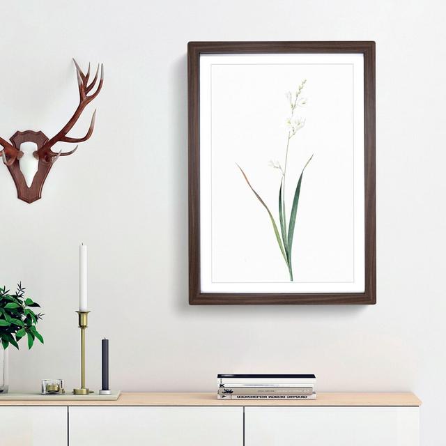 Corn Lily by Pierre-Joseph Redoute - Picture Frame Painting Print East Urban Home Frame Option: Walnut Framed, Size: 36cm H x 27cm W x 2cm D on Productcaster.