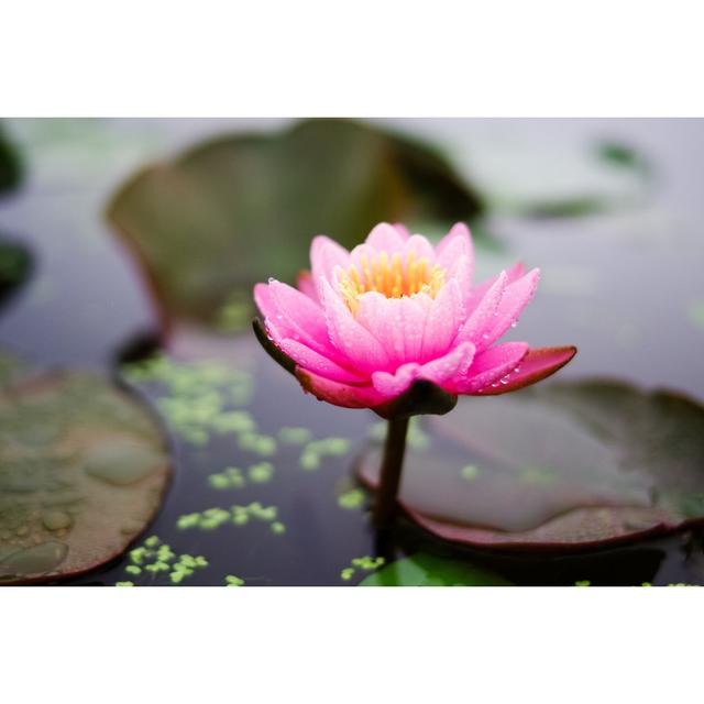 Lotus Flower - Wrapped Canvas Photograph Latitude Vive Size: 20cm H x 30cm W on Productcaster.