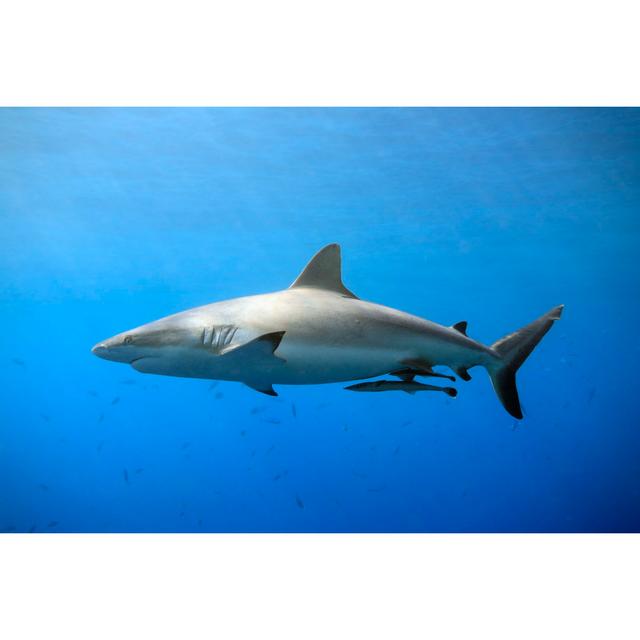 Grey Reef Shark, Ocean House of Hampton Size: 61cm H x 91cm W on Productcaster.