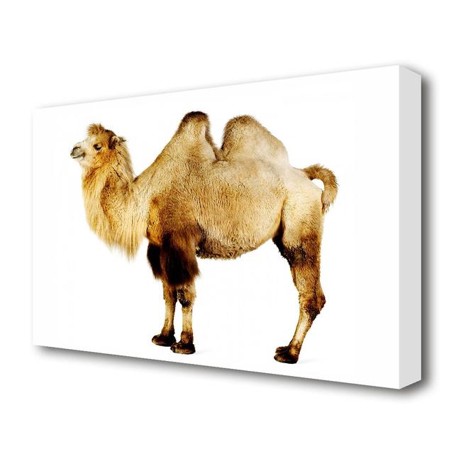 One Hump Or Two Wildlife - Wrapped Canvas Photograph Print East Urban Home Size: 35.6 cm H x 50.8 cm W x 4.4 cm D on Productcaster.