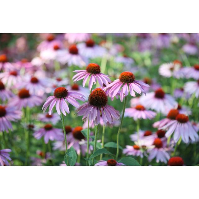 Purple Echinacea - Print 17 Stories Size: 81cm H x 122cm W on Productcaster.