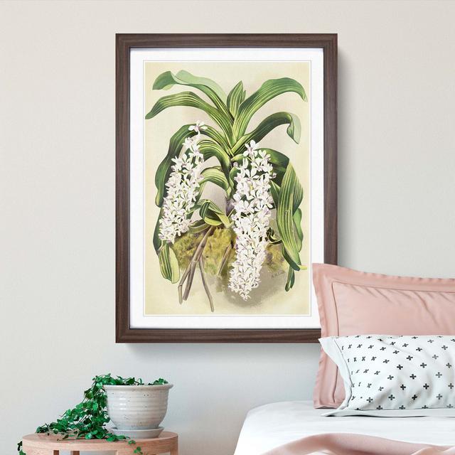 Magnolia Flowers Illustration Tab. 22 by Frederick Sander - Picture Frame Painting Print East Urban Home Frame Option: Walnut, Size: 76cm H x 50cm W x on Productcaster.