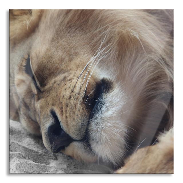 Sleeping Lion - Unframed Photograph on Glass 17 Stories Size: 70cm H x 70cm W x 0.4cm D on Productcaster.