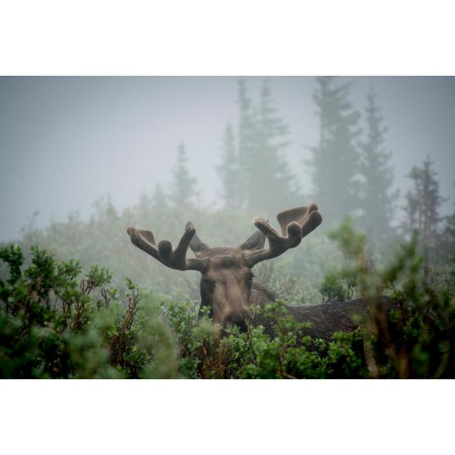 Moose In The Mist - Wrapped Canvas Print Union Rustic Size: 81cm H x 122cm W x 3.8cm D on Productcaster.