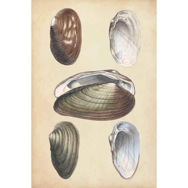 Marine Bivalves I - Wrapped Canvas Art Prints Highland Dunes Size: 122cm H x 81cm W x 3.8cm D on Productcaster.