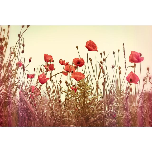 Poppy Flowers by Photoiris2021 - Wrapped Canvas Art Prints 17 Stories Size: 60cm H x 90cm W x 1.8cm D on Productcaster.