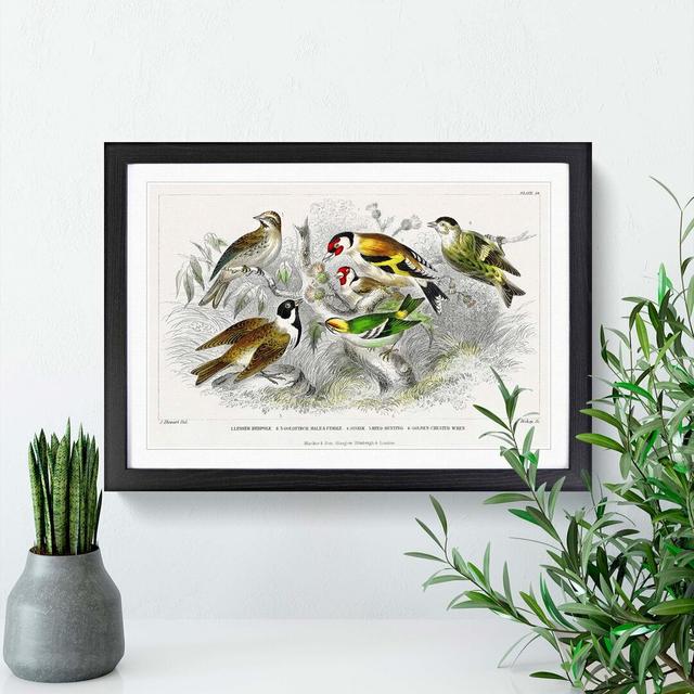 Collection of Birds PL. 59 by Oliver Goldsmith - Picture Frame Painting East Urban Home Frame Option: Black Framed, Size: 48cm H x 65cm W x 2cm D on Productcaster.