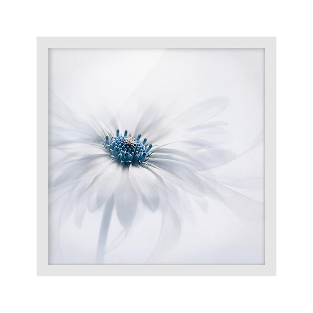 Daisies in Blue - Picture Frame Photograph Rosalind Wheeler Size: 30cm H x 30cm W x 2cm D, Frame Option: White Framed on Productcaster.