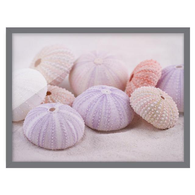 Sea Urchin in Pastel - Picture Frame Photograph Ebern Designs Size: 30cm H x 40cm W x 2cm D, Frame Option: Grey on Productcaster.