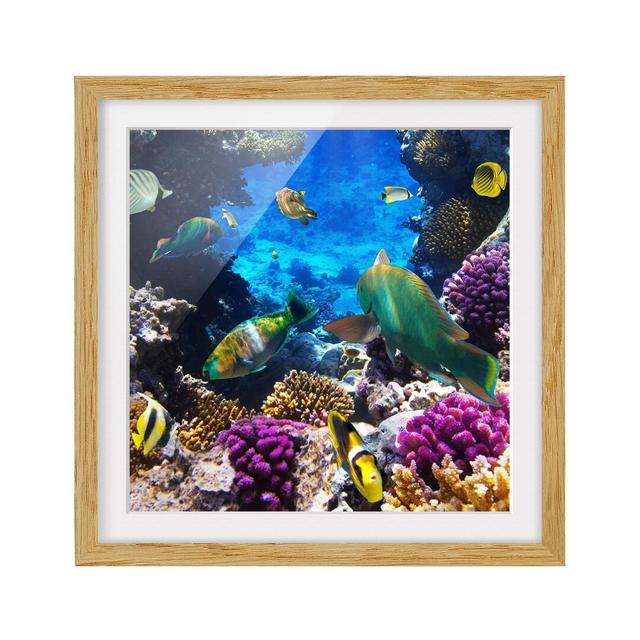 Underwater Scene Framed Photographic Art Print Poster East Urban Home Frame Options: Natural oak, Size: 70cm H x 70cm W on Productcaster.