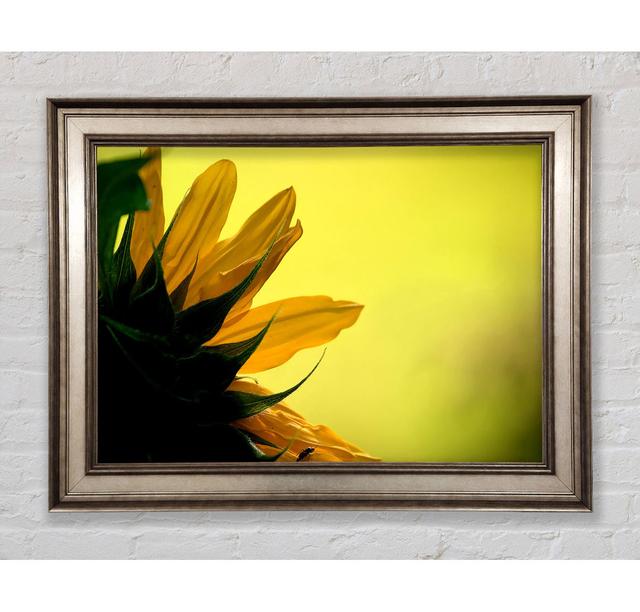 Sunflowers Macro Framed Print Bright Star Size: 42cm H x 59.7cm W on Productcaster.