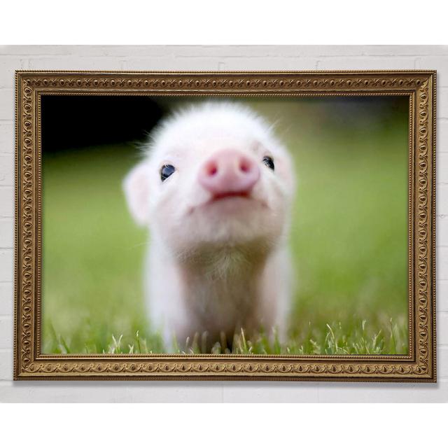 Cute Pig - Single Picture Frame Art Prints August Grove Size: 42cm H x 59.7cm W on Productcaster.