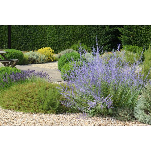 Ornamental Gravel Garden by Mtreasure - No Frame Art Prints on Canvas Wall Art Production Network Size: 30cm H x 46cm W on Productcaster.