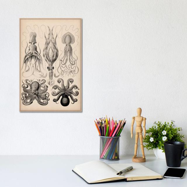 Cephalopod (Gamochonia) - Wrapped Canvas Graphic Art House of Hampton Size: 30.48cm H x 20.32cm W x 1.91cm D on Productcaster.