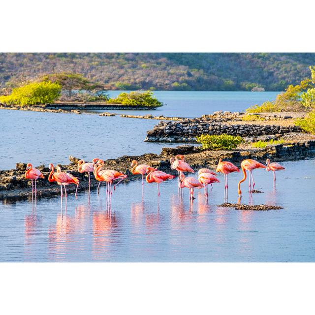 CuraÃ§ao, Flamingos in der Lagune von Salina Sint Marie von Flavio Vallenari - Druck ohne Rahmen auf Leinwand Sansibar Home Größe: 60 cm H x 90 cm B on Productcaster.