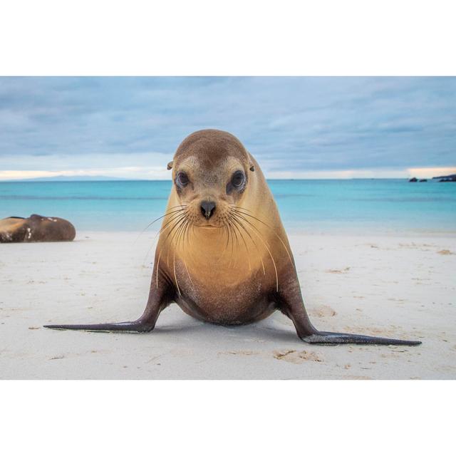 Closeup Of Sea Lion House of Hampton Size: 81cm H x 122cm W on Productcaster.