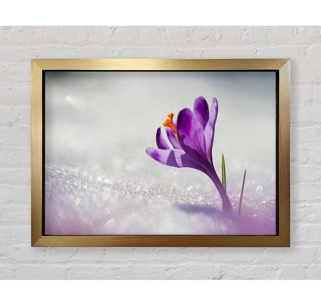 Purple Crocus Flower - Single Picture Frame Art Prints Bright Star Size: 59.7cm H x 84.1cm W on Productcaster.