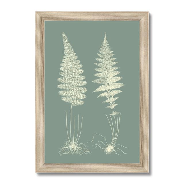 Ferns on Sage VI by Vision Studio - Wrapped Canvas Painting Print Marlow Home Co. Size: 50cm H x 34cm W, Format: Natural Wood Framed Paper Print on Productcaster.