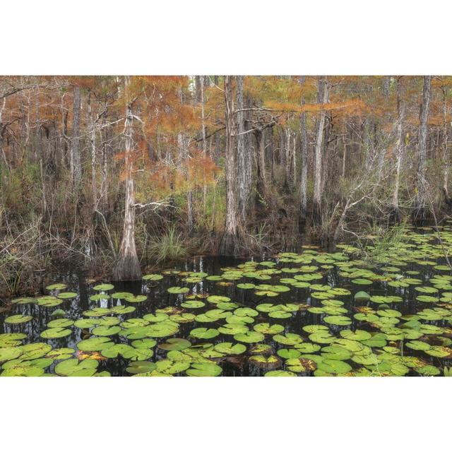 Bayou Autumn by Danny Head - Wrapped Canvas Photograph Print Union Rustic Size: 81cm H x 122cm W on Productcaster.