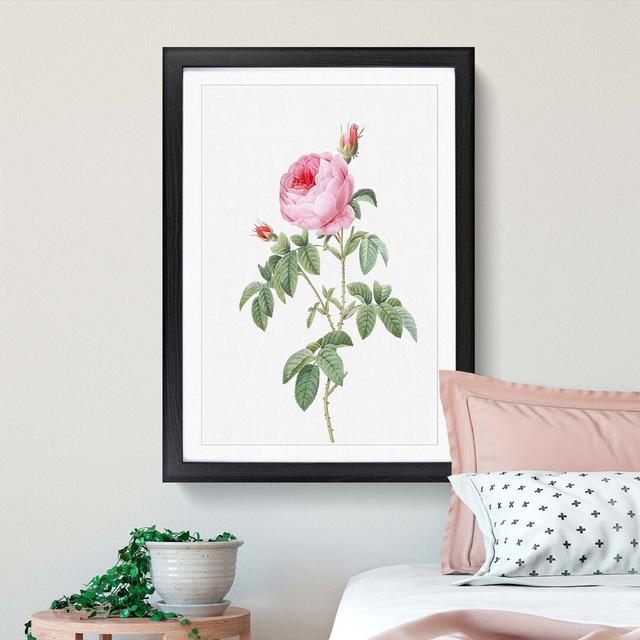 The Pink Cabbage Rose by Pierre-Joseph Redoute - Picture Frame Painting Print East Urban Home Size: 65cm H x 48cm W x 2cm D, Frame Option: Black Frame on Productcaster.