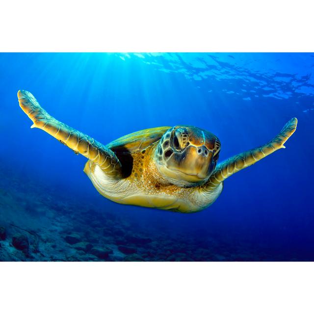 Flying Green Turtle by Davidcarbo - Wrapped Canvas Photograph Pergo Classics Size: 61cm H x 91cm W on Productcaster.