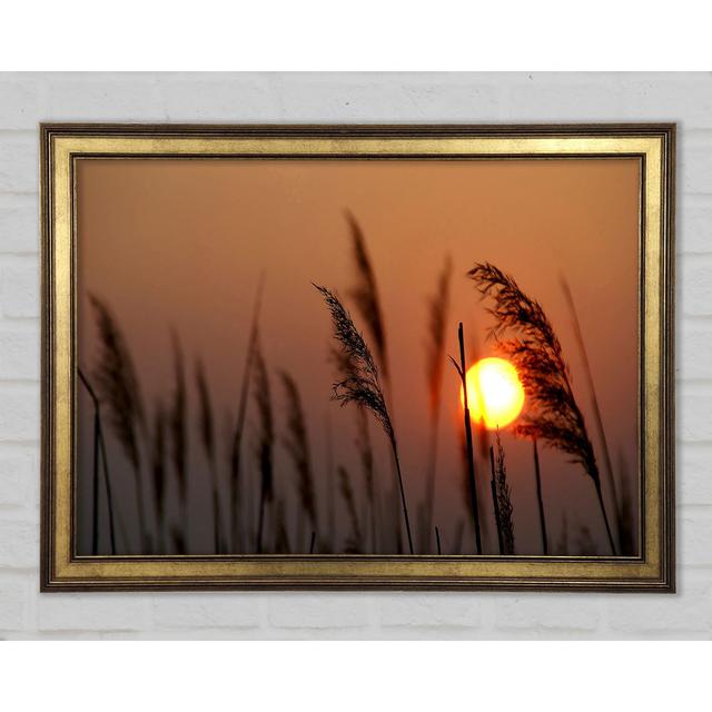 Reed Silhouette At Sunset - Single Picture Frame Art Prints Ebern Designs Size: 59.7cm H x 84.1cm W x 1.5cm D on Productcaster.