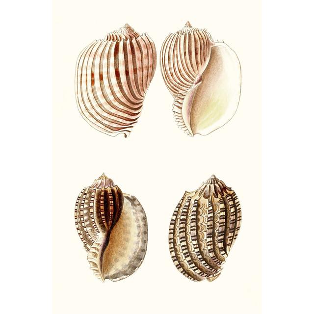 Lamarck Shells V House of Hampton Size: 30cm H x 20cm W x 3.8cm D on Productcaster.